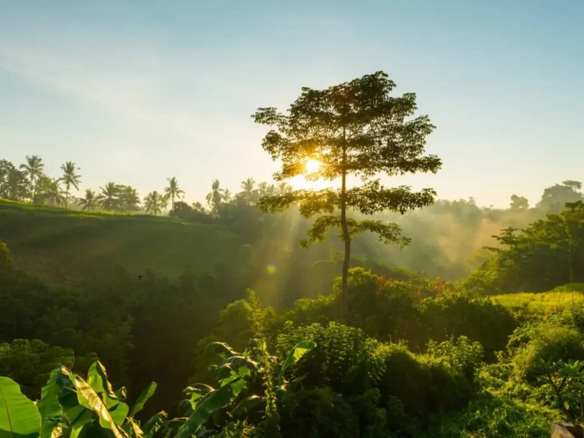 Campanha da Fraternidade 2025 convoca para uma nova atitude em prol do meio ambiente