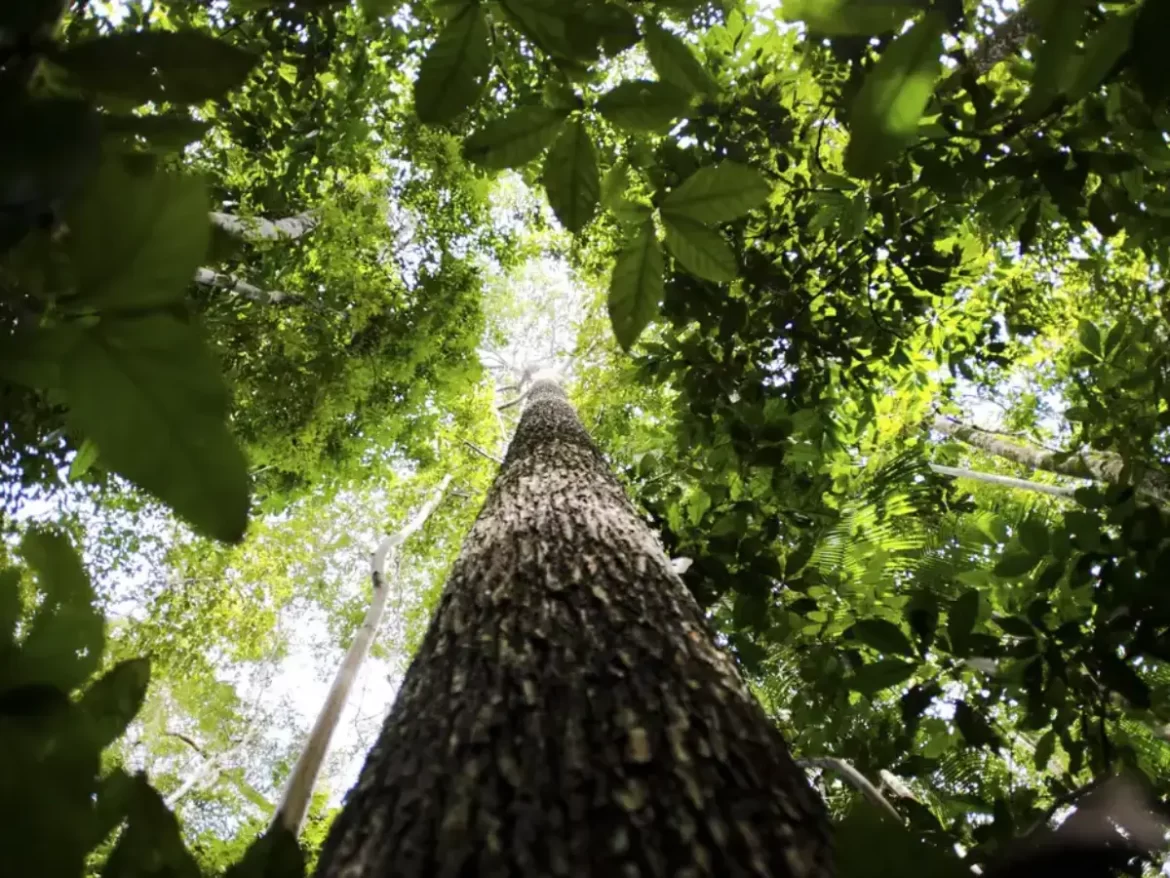 A Amazônia Legal pode gerar mais de 10 bilhões de dólares com créditos de carbono até 2030