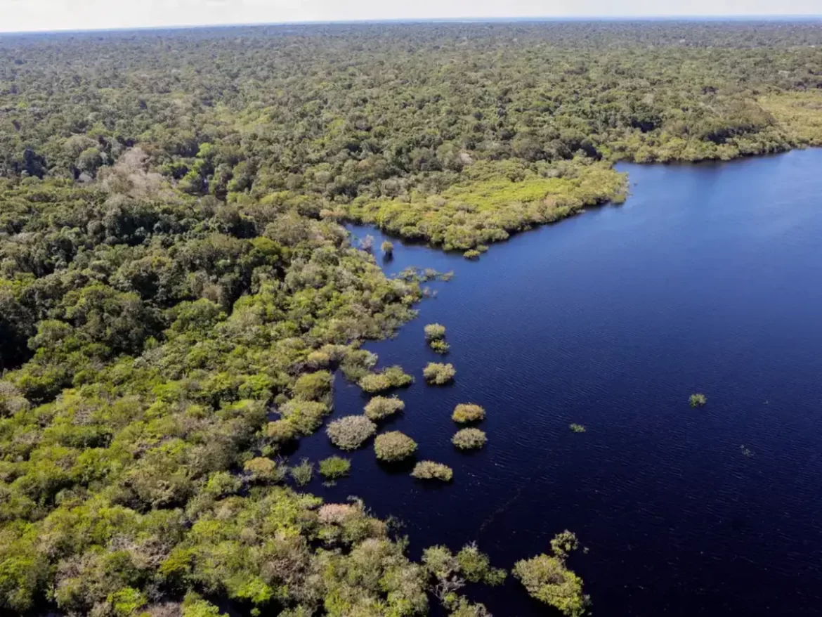Fundo Amazônia bate recorde ao destinar mais de R$ 1 bilhão em 2025