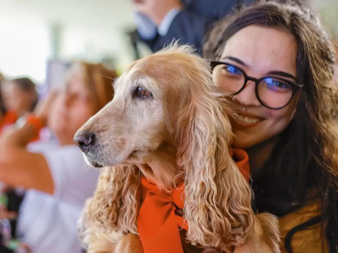 Mais de 620 mil animais já estão cadastrados no SinPatinhas, o Sistema do Cadastro Nacional de Animais Domésticos. Coordenado pelo Ministério do Meio Ambiente e Mudança do Clima, o SinPatinhas é uma das principais entregas do ProPatinhas – Programa Nacional de Proteção e Manejo Populacional Ético de Cães e Gatos. O objetivo é tirar os animais da invisibilidade, reunindo dados essenciais para o planejamento de políticas públicas de bem-estar animal, como castração, vacinação, microchipagem e ações de enfrentamento ao abandono e aos maus-tratos. O SinPatinhas foi criado para registrar cães e gatos em um banco de dados nacional. Tutores, ONGs e municípios podem cadastrar os animais sob sua responsabilidade e emitir a carteirinha de identificação. De forma simples, é um RG Animal que inclui um QR Code. Esse código pode ser fixado na coleira e permite que, em caso de perda, qualquer pessoa consiga localizar o tutor e ajudar o animal a voltar para casa. A ferramenta é um instrumento de política pública para gerar dados essenciais sobre cães e gatos no Brasil: quantos existem, quantos foram castrados ou microchipados e onde estão. Esses dados são fundamentais para direcionar esforços do Governo Federal, promover políticas públicas eficazes e baseadas em resultados. Atualmente, o Brasil tem aproximadamente 62,2 milhões de cães e 30,8 milhões de gatos, com cerca de 35% deles vivendo nas ruas ou em abrigos. O controle populacional ético de cães e gatos, por meio da castração dos animais, é uma demanda inadiável. Veja como cadastrar seu pet no SinPatinhas COMO CADASTRAR — O cadastro é simples, rápido e seguro. Basta fazer login com a conta Gov.br na página do sistema SinPatinhas . O sistema preenche automaticamente os dados do tutor, que só precisa inserir as informações do animal. Ao final, é gerada uma carteirinha digital com QR Code, que pode ser fixada na coleira e facilita a identificação e devolução do animal em caso de perda. QUEM PODE SE CADASTRAR — Tutores (pessoas físicas ou jurídicas), médicos-veterinários, clínicas e hospitais veterinários, ONGs e protetores independentes e estados e municípios, que podem aderir gratuitamente e integrar suas políticas locais de bem-estar animal ao sistema. OBRIGATORIEDADE — O cadastro é voluntário para a maioria das pessoas. A obrigatoriedade só existe para quem usa recursos do Governo Federal, inclusive emendas parlamentares, para castração e microchipagem. Nesses casos é necessário registrar para comprovar o serviço feito. ONGs e prefeituras podem registrar e microchipar cães e gatos em situação de rua, promovendo o controle populacional e facilitando adoções responsáveis. O sistema também permitirá identificar rapidamente animais perdidos e responsabilizar aqueles que abandonarem animais de forma criminosa. Conforme disponibilidade orçamentária, o Governo Federal apoiará municípios em seus programas de castração e microchipagem, garantindo que pessoas em situação de rua e seus animais tenham acesso a cuidados essenciais. O Ministério do Meio Ambiente divulgará editais com as regras de adesão. A microchipagem do animal também não é obrigatória. Com isso, um dispositivo eletrônico, do tamanho de um grão de arroz, é implantado sob a pele do animal. Ele contém um número único, lido por scanner ou aplicativo. O SinPatinhas aceita o microchip de qualquer fabricante. Não há restrição de marca. O tutor deve decidir junto com o médico veterinário o modelo ideal para seu animal. Animais microchipados ou não, castrados ou não, podem ser registrados no SinPatinhas. O registro é gratuito e gera um RG Animal único e intransferível, que acompanha o animal por toda sua vida. LGPD — Os dados pessoais dos tutores não ficarão públicos. Apenas informações gerais, como o total de animais registrados e castrados, serão divulgadas. Os dados pessoais dos tutores são protegidos pela Lei Geral de Proteção de Dados (LGPD). No entanto, em caso de perda, o microchip implantado no animal ou o QR Code da coleira permite o contato com o tutor no número autorizado por ele mesmo.